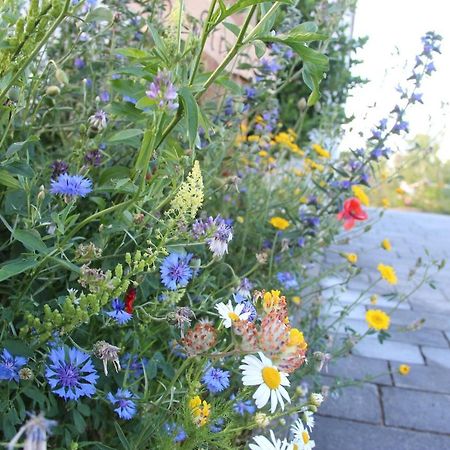 Ferienwohnungen Blumenwiese Dillingen an der Donau Exterior foto
